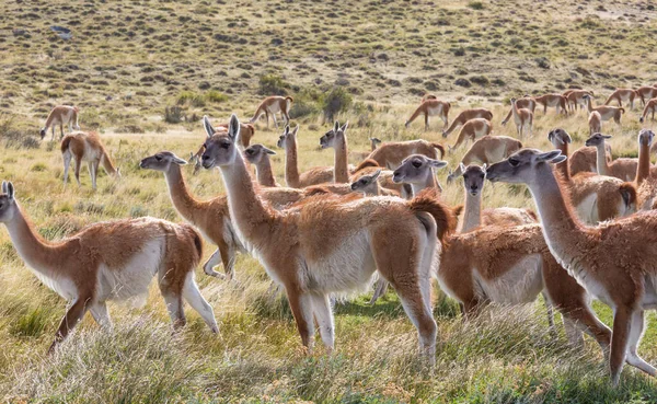 Wild Guanaco Lama Guanicoe Pradaria Patagônia Chile América Sul — Fotografia de Stock