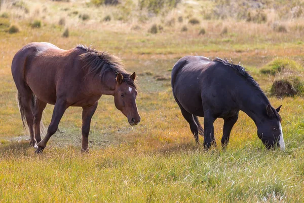 Herd Horses Autumn Meadow — Stock Photo, Image