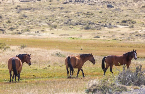 秋の牧草地で馬の群れが — ストック写真