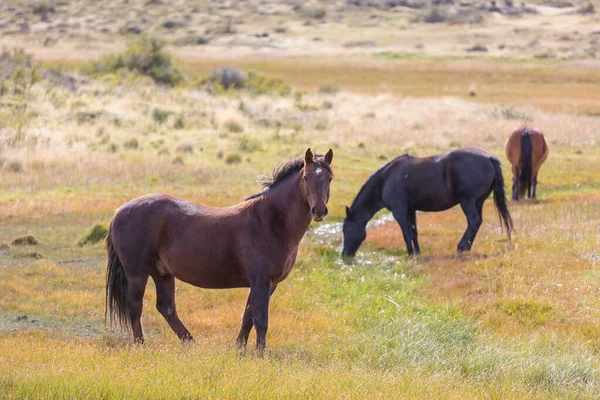 Een Kudde Paarden Een Herfstweide — Stockfoto