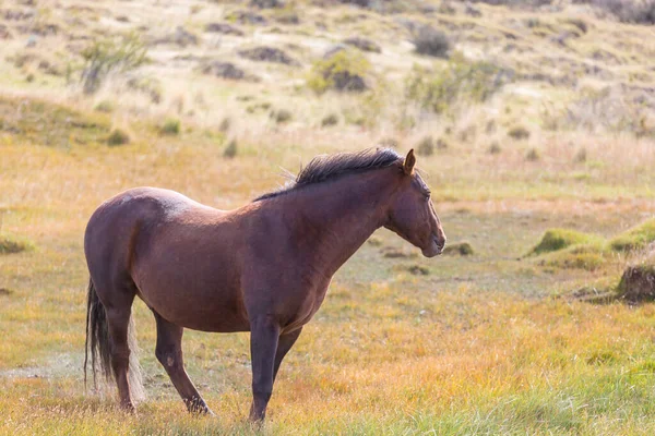 Ένα Κοπάδι Άλογα Ένα Φθινοπωρινό Λιβάδι — Φωτογραφία Αρχείου