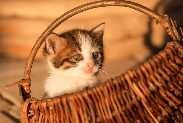 Petit Chaton Joue Plein Air — Photo