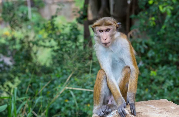 Scimmie Nella Foresta Tropicale Thailandia — Foto Stock