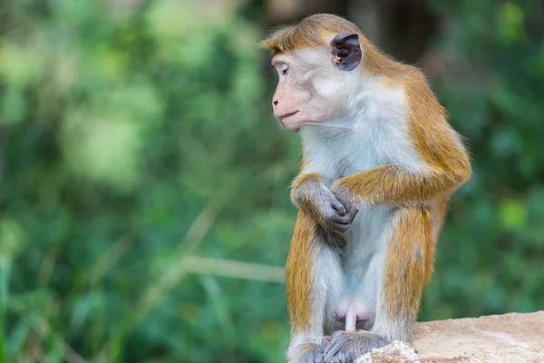 Πίθηκοι Στο Τροπικό Δάσος Της Ταϊλάνδης — Φωτογραφία Αρχείου