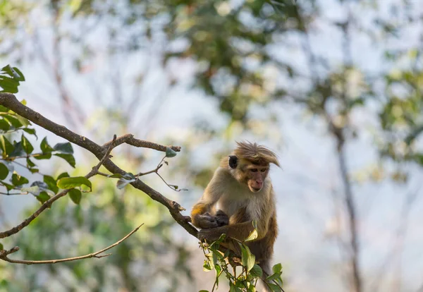 Monkeys Tropical Forest Thailand — Stock Photo, Image