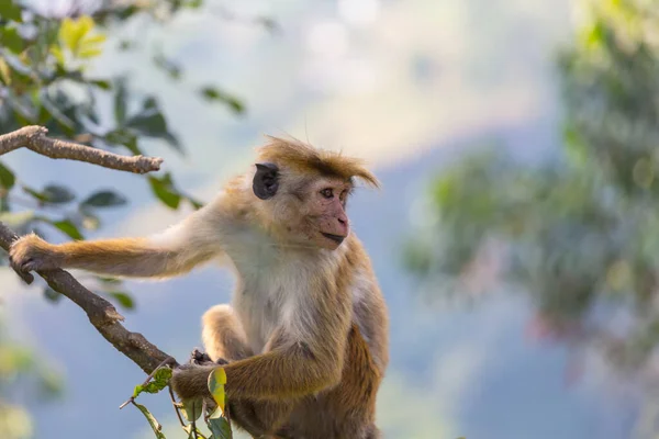 Małpy Tropikalnym Lesie Tajlandii — Zdjęcie stockowe