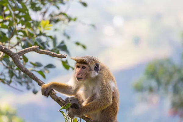 Macacos Floresta Tropical Tailândia — Fotografia de Stock