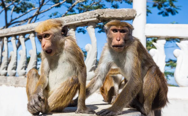 Macacos Floresta Tropical Tailândia — Fotografia de Stock