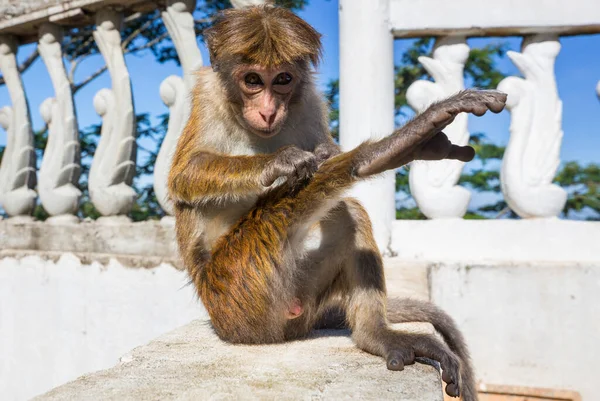 Tayland Daki Tropikal Ormanda Maymunlar — Stok fotoğraf