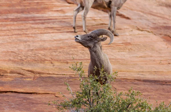 Chèvre Montagne Sauvage Dans Les Montagnes Cascades — Photo