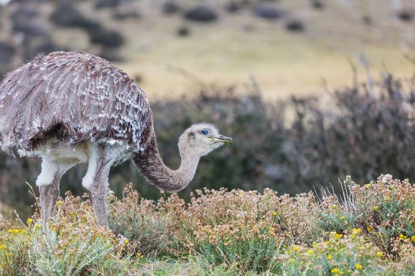 Struzzo Selvatico Savana Sud America Cile — Foto Stock