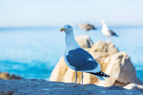 Sea Gull Blue Background — Stock Photo, Image