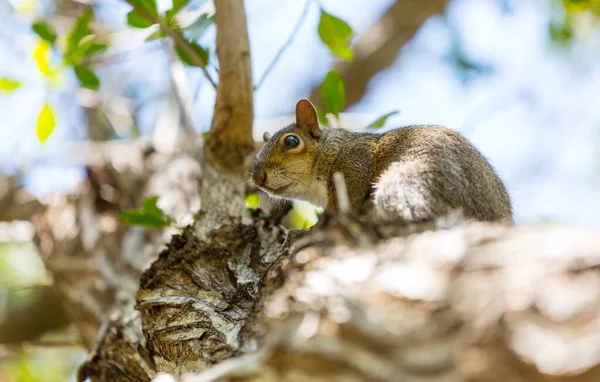 Wild Squirrel Forest Close — Stock Photo, Image