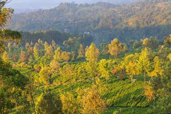 Groene Natuurlijke Landschappen Theeplantage Sri Lanka — Stockfoto