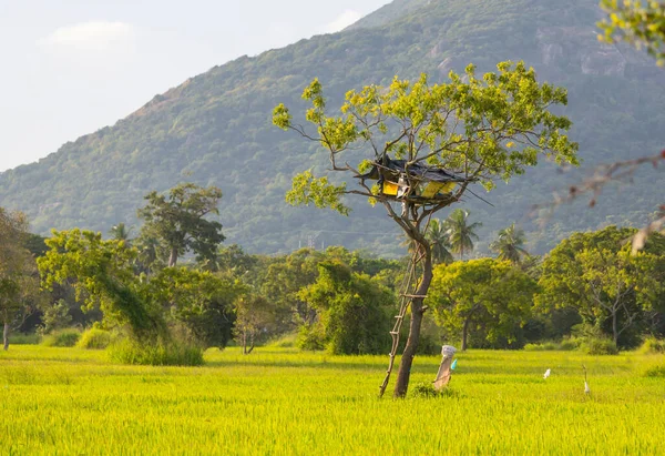 Elefantutsikt Hydda Trädet Risfält Sri Lanka Asien — Stockfoto