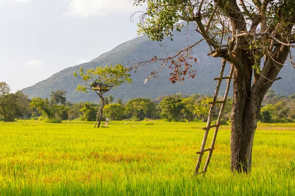 Fil Gözcü Kulübesi Pirinç Tarlalarındaki Ağaçta Sri Lanka Asya — Stok fotoğraf