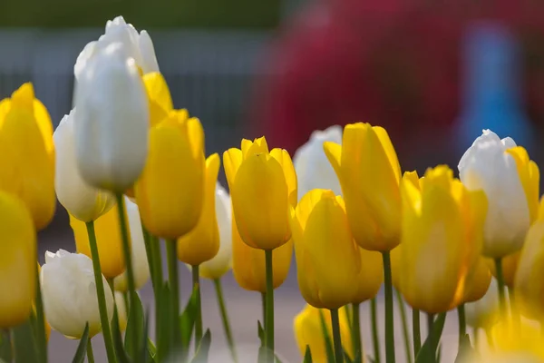 Frühlingsblumenfeld Schöner Frühlingshintergrund Tulpen Frühlingsgarten Thema Landwirtschaft Und Gartenarbeit — Stockfoto