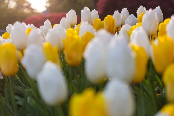 Wiosna Kwiat Pole Piękna Wiosna Tła Tulipany Ogrodzie Wiosną Rolnictwo — Zdjęcie stockowe