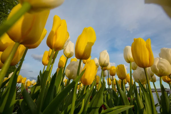 Jarní Květinové Pole Krásný Jarní Pozadí Tulipány Jarní Zahradě Zemědělství — Stock fotografie