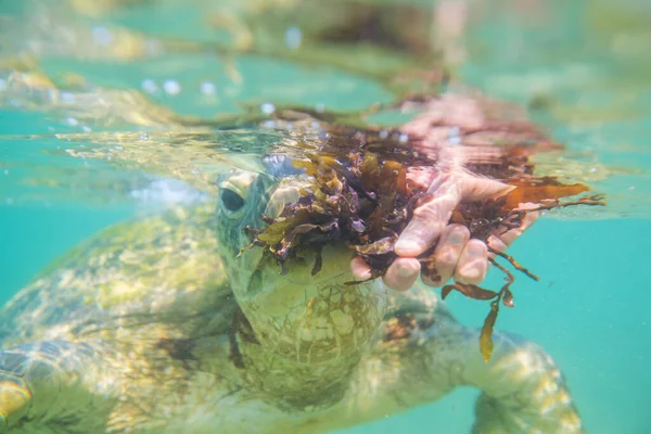 Obří Mořská Želva Pod Vodou Oceánu — Stock fotografie