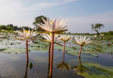 Tropikal gölette nilüfer çiçeği