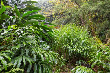 Hawaii 'deki tropikal ormanda yeşil yaprak ve çimlerin doğa görüntüsü