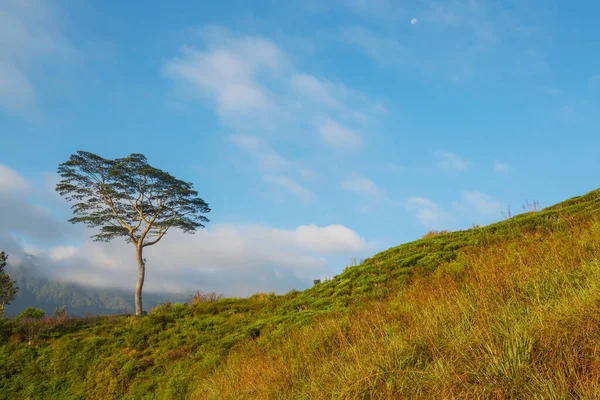 Yeşil Tarlada Yalnız Bir Ağaç — Stok fotoğraf