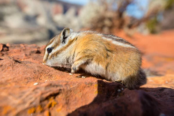 Americký Chipmunk Letním Lese — Stock fotografie