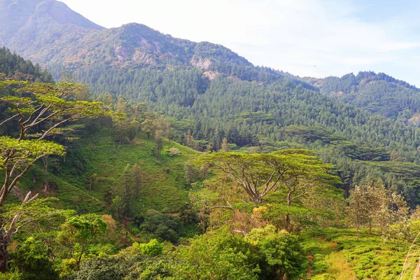 Lindas Paisagens Naturais Verdes Nas Montanhas Sri Lanka — Fotografia de Stock