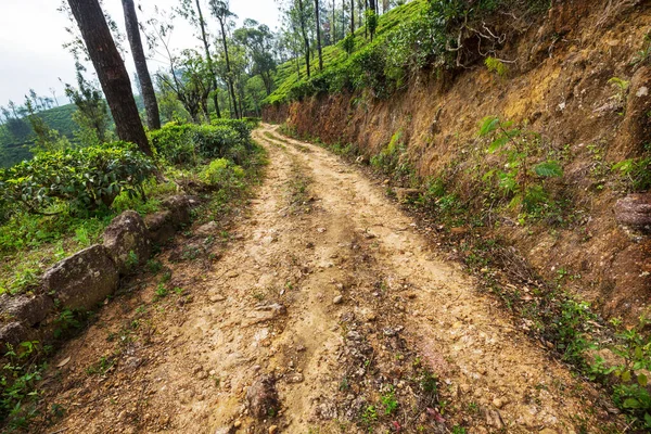 Gröna Naturliga Landskap Tea Plantage Sri Lanka — Stockfoto