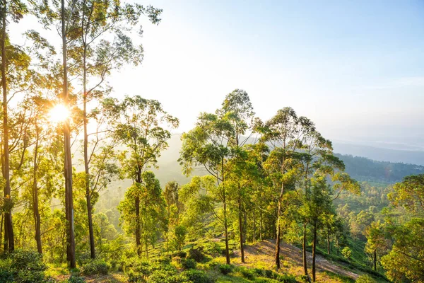 Zelená Přírodní Krajina Čajová Plantáž Srí Lance — Stock fotografie