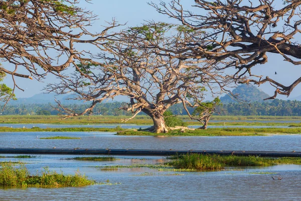 スリランカの美しい自然景観 湖の上の大きな木 — ストック写真