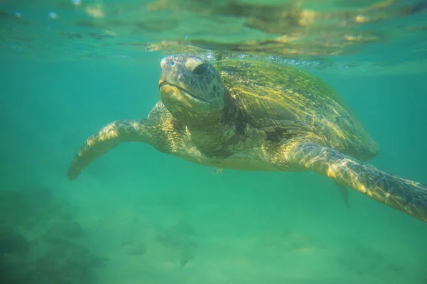 Olbrzymi Żółw Morski Podwodny Oceanie — Zdjęcie stockowe