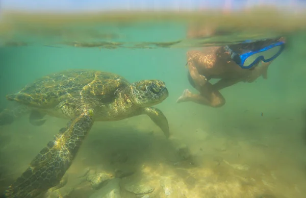Мальчик Плавает Гигантской Морской Черепахой Океане Шри Ланки — стоковое фото