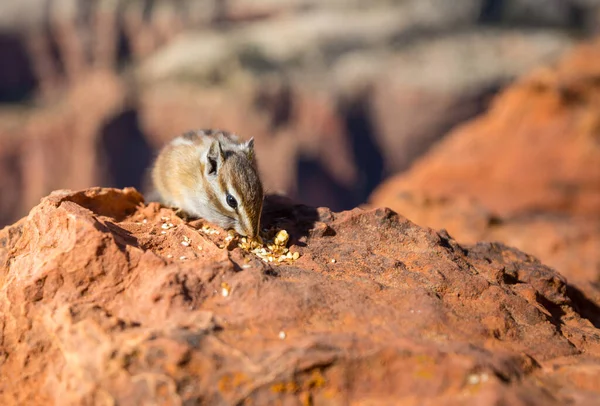 Americký Chipmunk Letním Lese — Stock fotografie