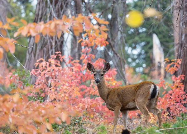 Adorable Deer Autumn Forest — Fotografia de Stock