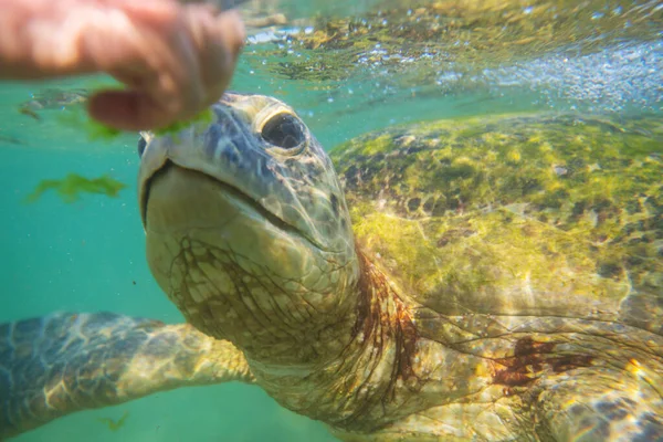 Jättehavssköldpadda Vatten Havet — Stockfoto