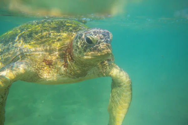 Olbrzymi Żółw Morski Podwodny Oceanie — Zdjęcie stockowe