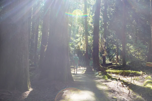 Ormandaki patikada yürüyüş yapan bir adam. Doğa yürüyüşü açık havada.