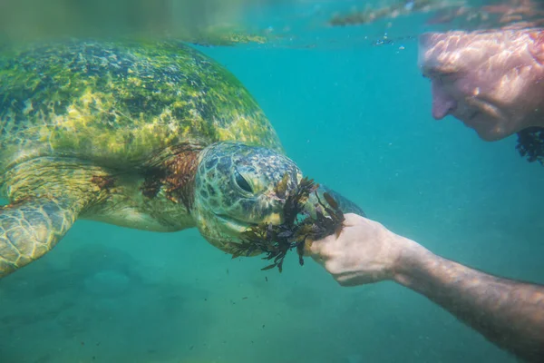 スリランカの海に巨大なウミガメと一緒に泳ぐ男の子 — ストック写真