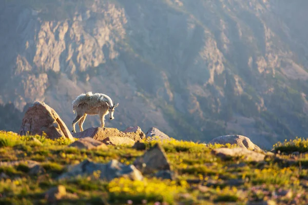 Wild Mountain Goat Cascade Bergen — Stockfoto