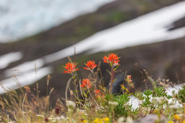 Prairie Montagne Par Temps Ensoleillé Paysage Naturel Été — Photo