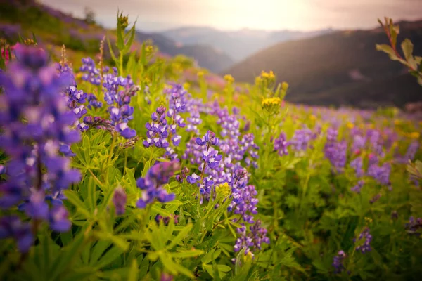 Berg Äng Solig Dag Naturligt Sommarlandskap — Stockfoto