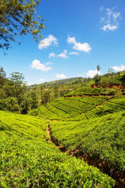 Sri Lanka 'da yeşil doğal manzara _ çay çiftliği