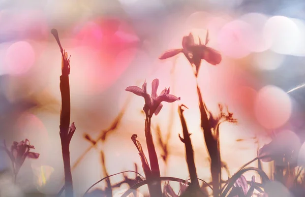 แดดจ าบนท งหญ าดอกไม นหล งธรรมชาต สวยงาม าในธรรมชาต — ภาพถ่ายสต็อก