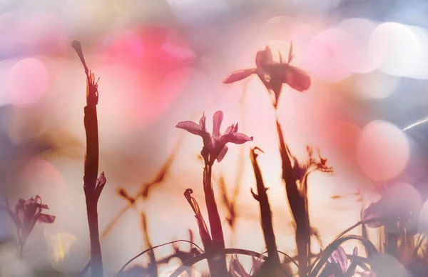 Journée Ensoleillée Sur Prairie Fleurs Beau Fond Naturel Plantes Sauvages — Photo