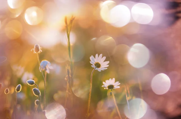 Sunny Day Flowers Meadow Beautiful Natural Background Wild Plants Nature — Fotografia de Stock