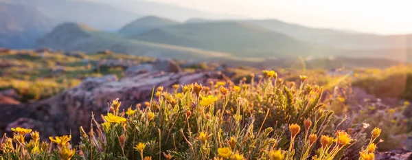 Prachtige Wilde Bloemen Een Groene Weide Het Zomerseizoen Natuurlijke Achtergrond — Stockfoto