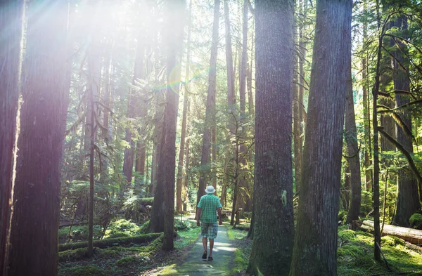 Homem Caminhando Baía Trilha Floresta Natureza Lazer Caminhada Viajar Livre — Fotografia de Stock