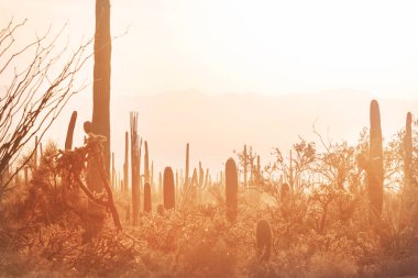 Büyük Saguaro kaktüsü bir dağda, Arizona, ABD
